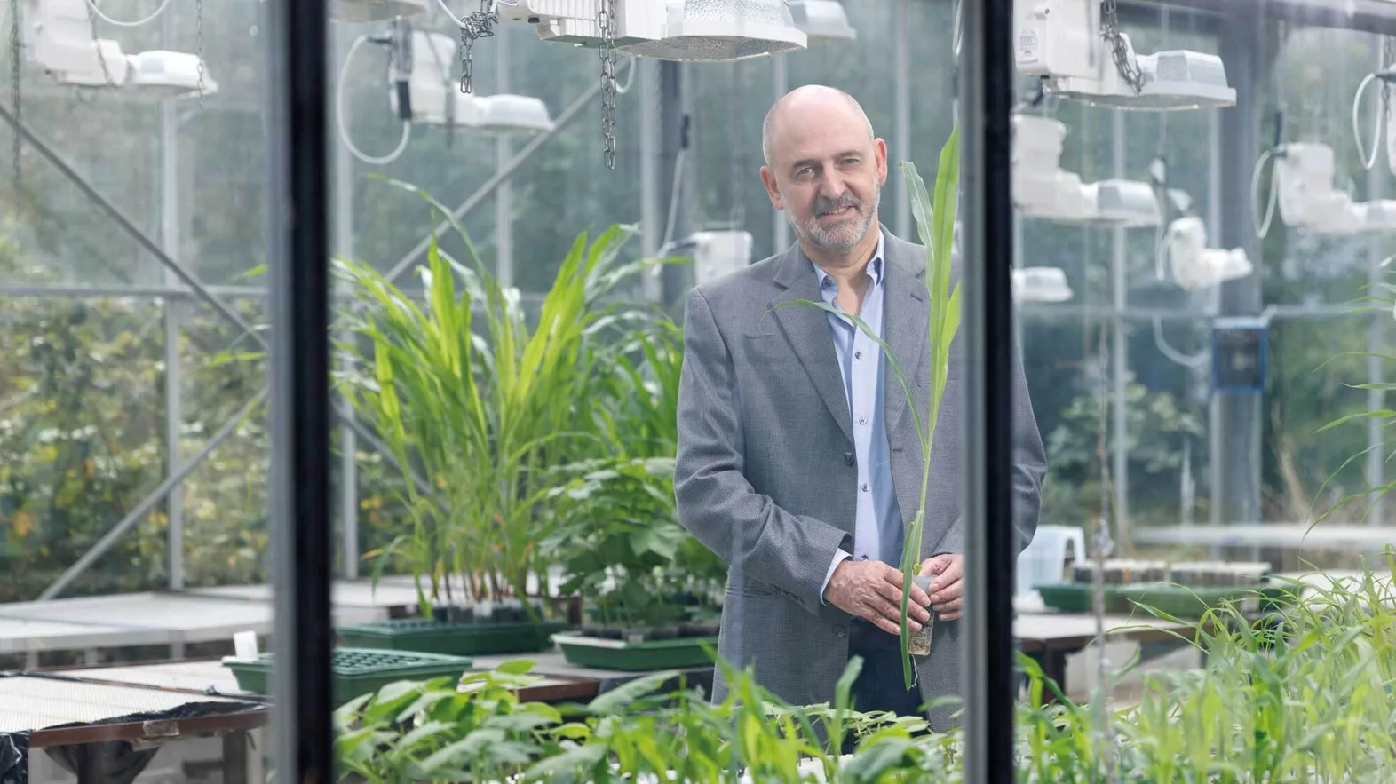 Un scientifique dans un laboratoire avec des plants de maïs