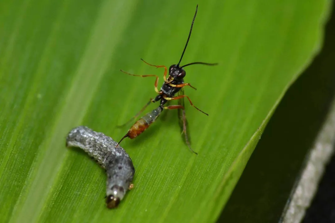 Die parasitische Wespe Cotesia marginiventris legt ihre Eier in der Raupe Spodoptera exigua ab.