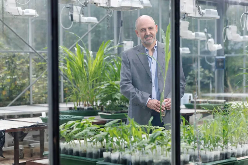 A scientist in the laboratory with maize plants