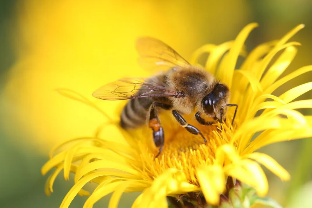 Eine Honigbiene sitzt auf einer gelben Blüte.