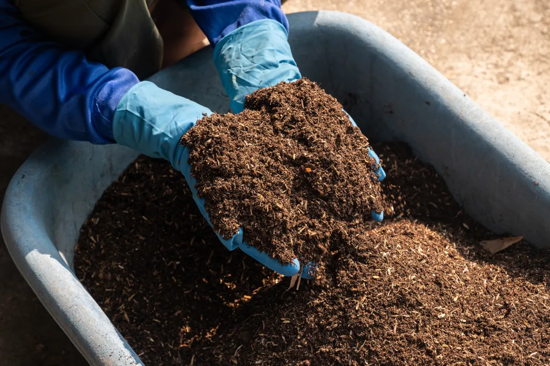 Une personne portant des gants bleus tient une grande quantité de compost ou de terre au-dessus d'une brouette.